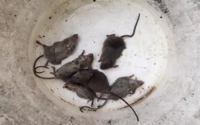 Уничтожение крыс на складе в Петушках
